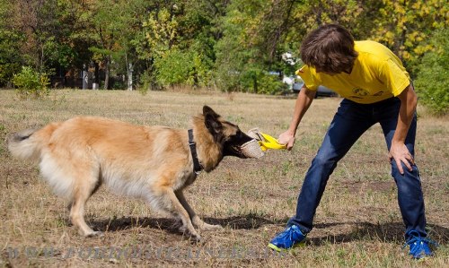 Bringsel für K9 und Sporthundetrainings