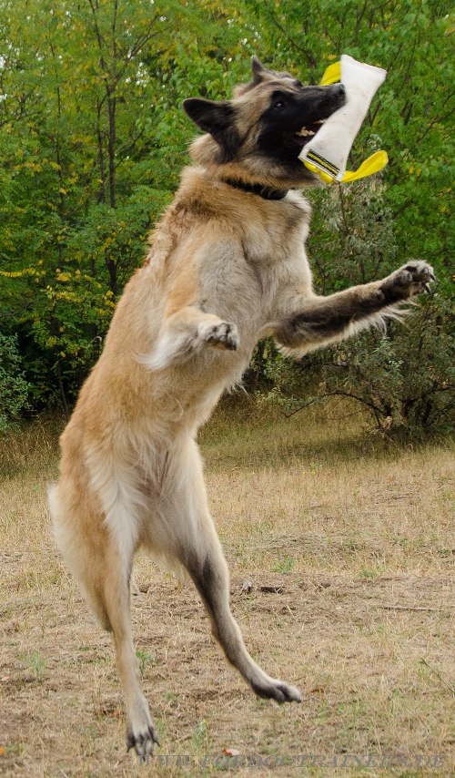 Bringsel für K9 und Sporthundetrainings