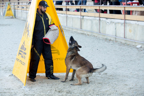 Hetzarm für Schutzhund Trainings