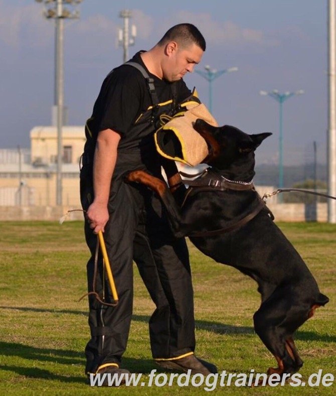Ipo dog training tasmania