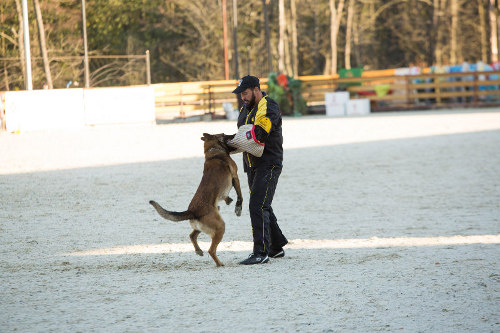 Fordogtrainers
pet shop bite sleeve