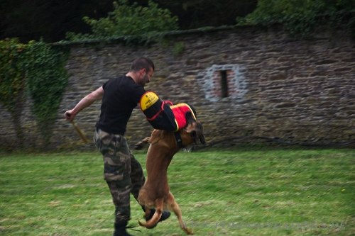 Hetzarm für Junghund Trainings