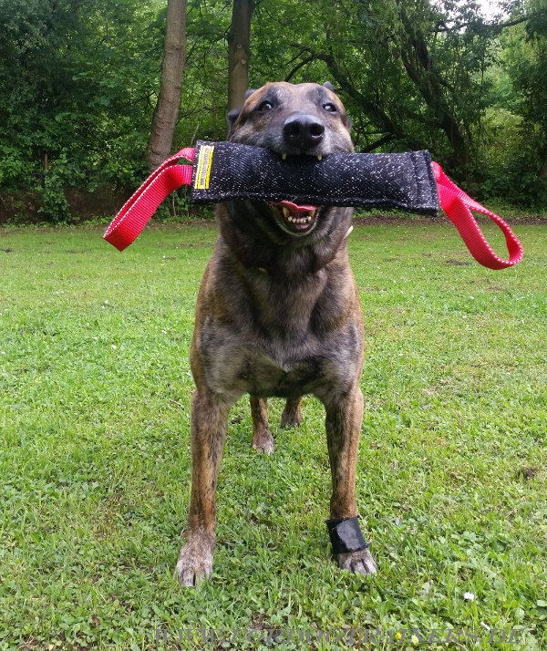 Dog Bite Tug of French Linen for Malinois