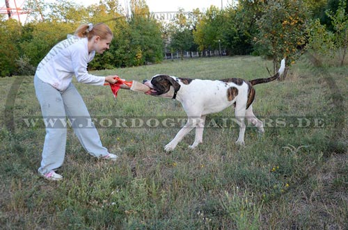 Bringsel für Bulldogge kaufen