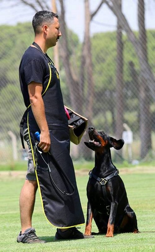 Preiswertige Schütze für Hundetrainer