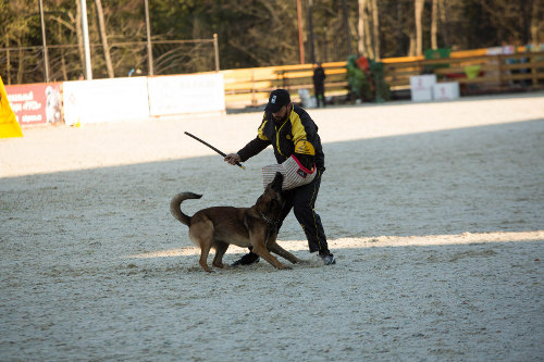 Schutzhund Training Peitsche