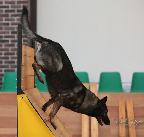 Holzhuerde Mondioring Malinois 