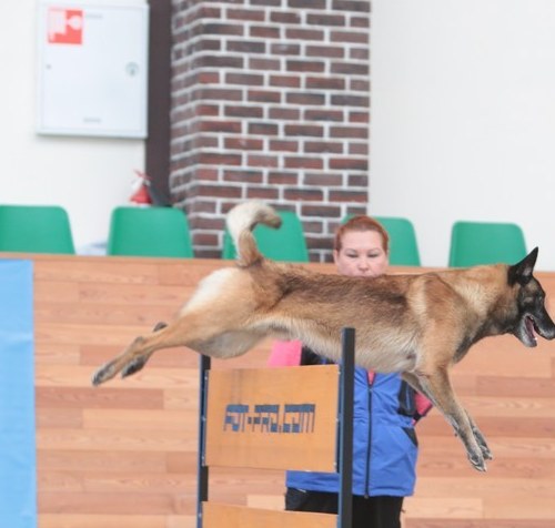 Mondioring Malinois 