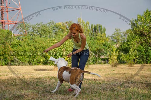 Beißwurst für Amerikanische Bulldogge