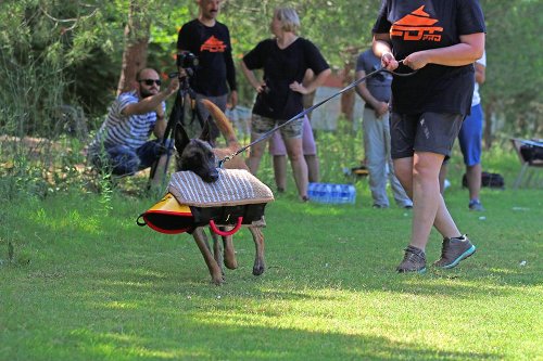 Praktischer, robuster Hetzarm für Hundetraining