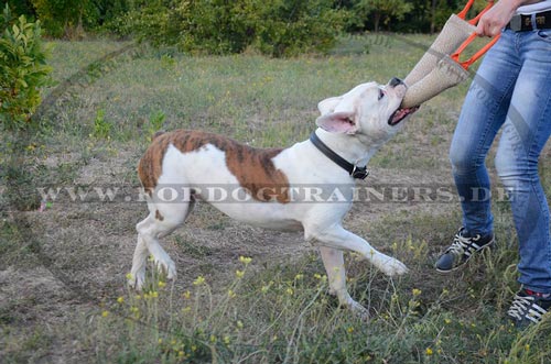 Hundesport K9 Beisswurst für Amerikanische Bulldogge