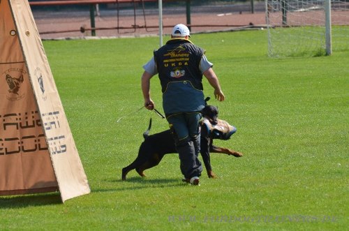 K9 Bekleidung für Schutzhundetraining kaufen