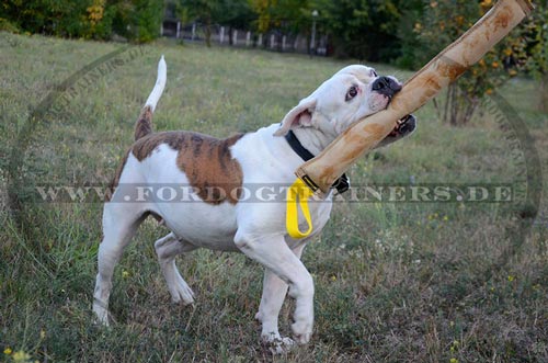 Amerikanische Bulldogge Leder Beisswurst