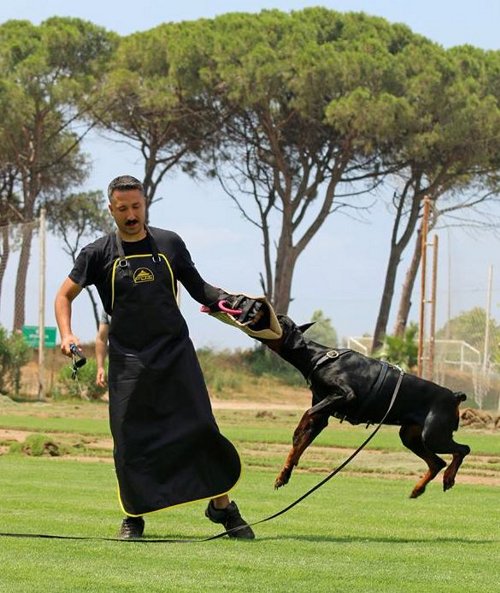 Hochwertige Hetzschütze für Hundesport