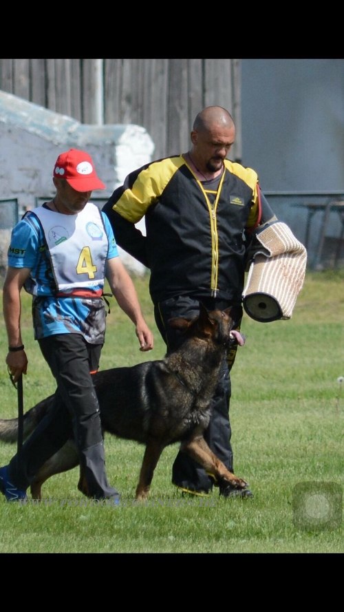 Hetzarm für Polizeihund Trainings