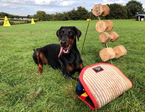 Wurfkissen für Hundetraining günstig kaufen