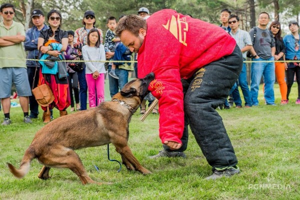 Professionelle Schutzkleidung für Hundebesitzer