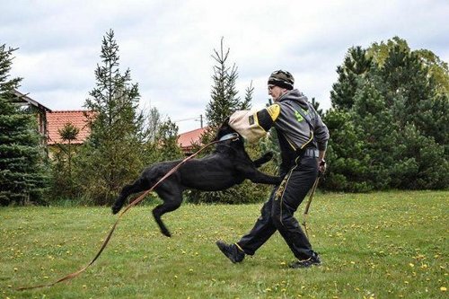 Hetzarm für Junghunde