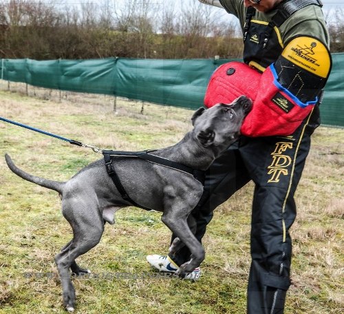 Hetzärmel für Junge Hunde