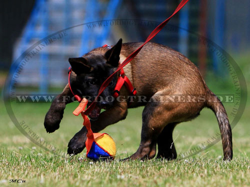 Farbiger Hundespielball für Ihren Hund