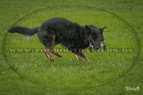 Holzhantel für Schäferhund