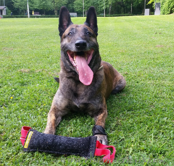 Dog Training Tug for large Dog