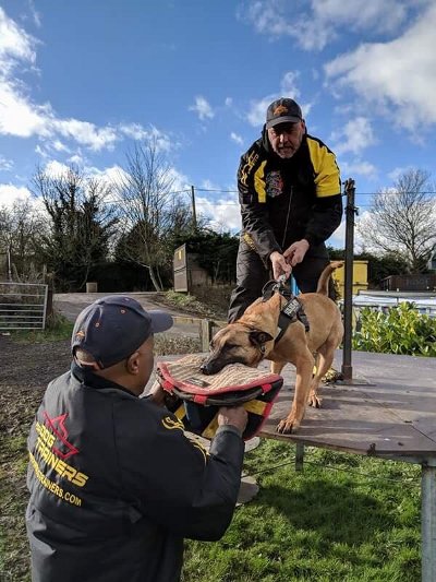 Wurfkissen für Hundetraining kaufen