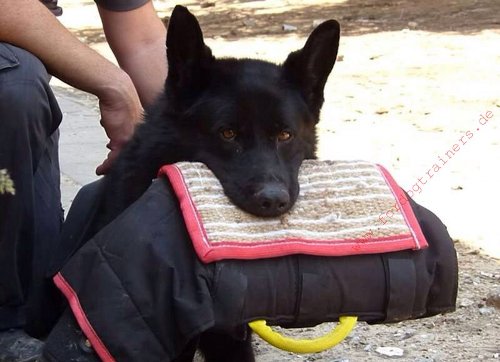 Deutscher Schäferhund trainiert sich mit dem Hetzarm