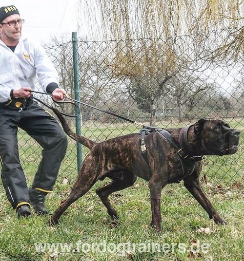 Gürteltasche für Hundesport kaufen