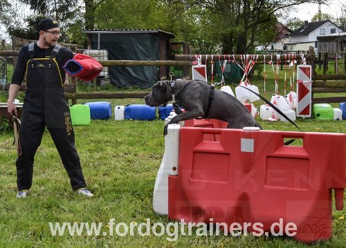 Hetzarm für Junghunde