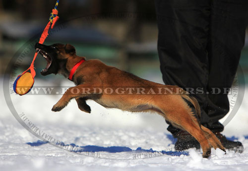 Beißball für Malinois zum Spielen und Training