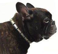 Französische Bulldogge
Leder Halsband