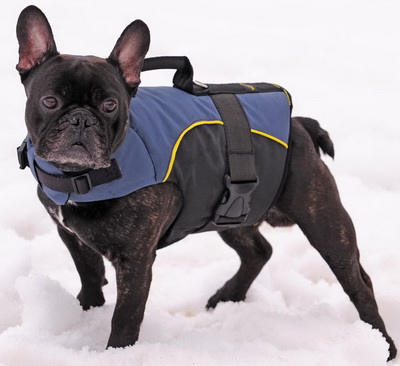 Französische Bulldogge Hundegeschirr aus Nylon