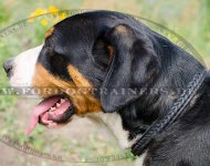 Hundehalsbandfür Sennenhund kaufen | Lederhalsband mit Flechten