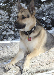 Leather Dog Collar With Silver Conchos for German Shepherd