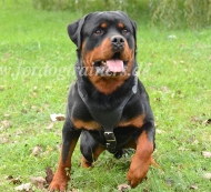 Rottweiler Geschirr Leder 2023 für Sucharbeit