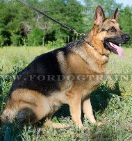 Interesting Braided Leather Collar for German Shepherd