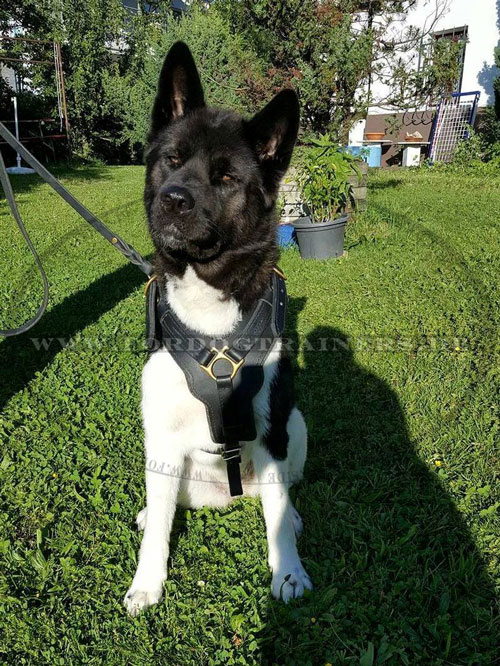 Akita training harness comfortable