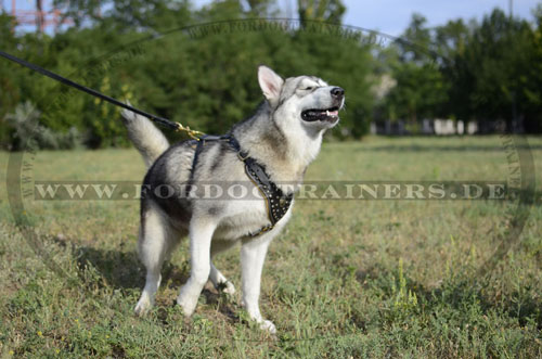 Gepolstertes Hundegeschirr Luxus für Alaskan Malamute