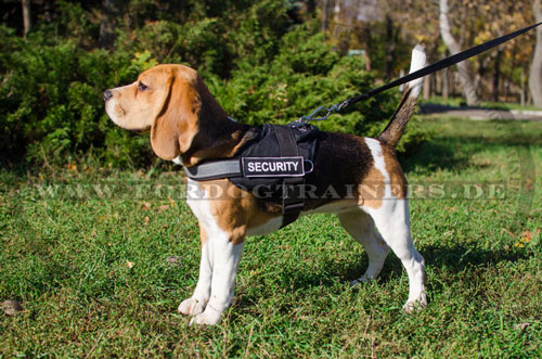 Geschirr für Beagle für Allwetter