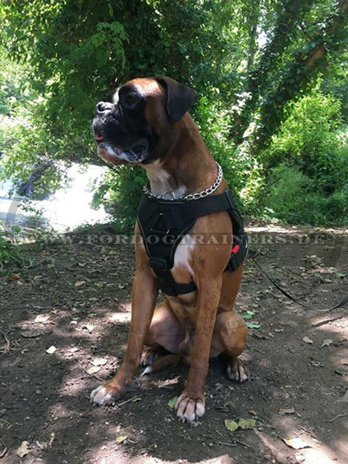 Boxer Hundegeschirr aus hochwertigem Material