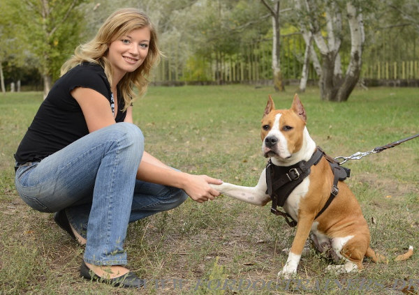 Hundegeschirr mit Polsterung für Amstaff