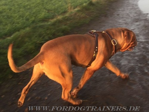 Arbeitsgeschirr Leder für Bordeauxdogge Hund kaufen