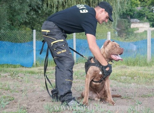 American Bandog Hundegeschirr mit Brustplatte