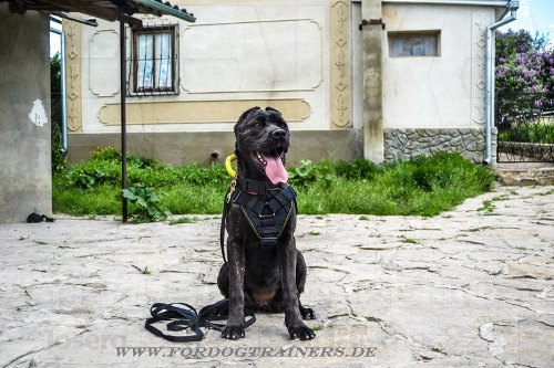 Bandog Geschirr mit Brustplatte