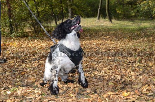 Brustgeschirr für Spaniel günstig kaufen