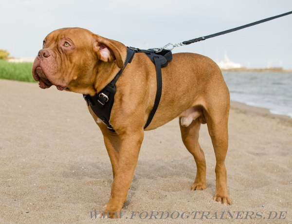 Bordeauxdogge Hunde Geschirr Leder im klassischen Design