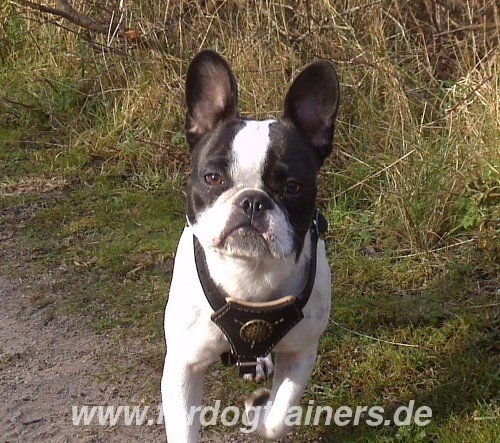 Einreise für Bostonterrier