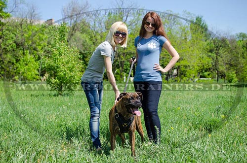 Boxer Leder Geschirr mit Filz