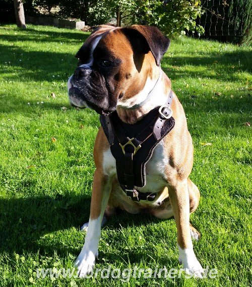 Padded harness for German Boxer